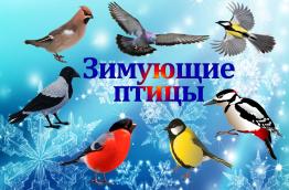 Зимующие птицы в городе